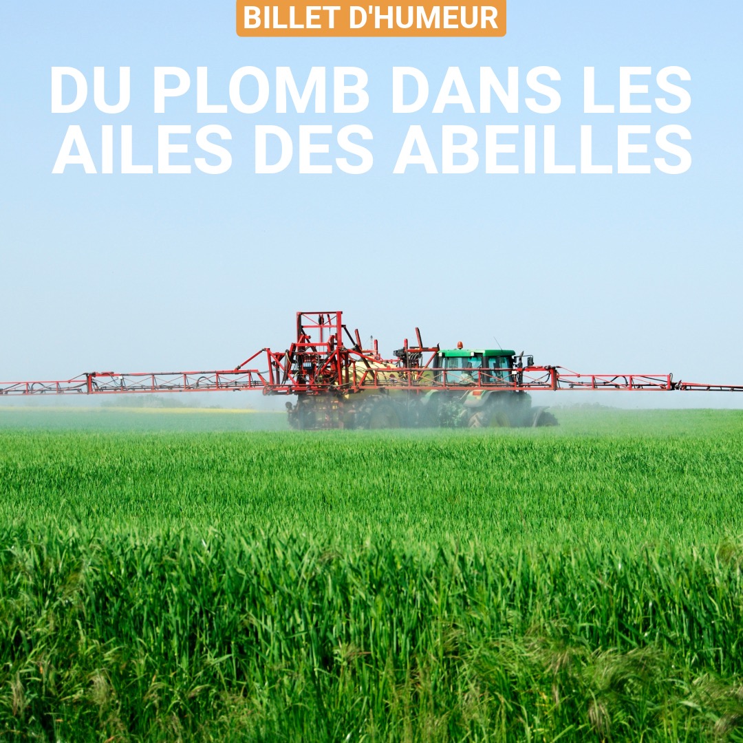 Du plomb dans les ailes des abeilles